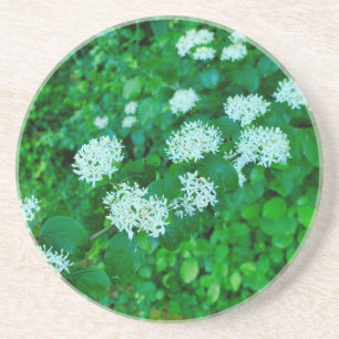 Cornus sanguinea getränkeuntersetzer