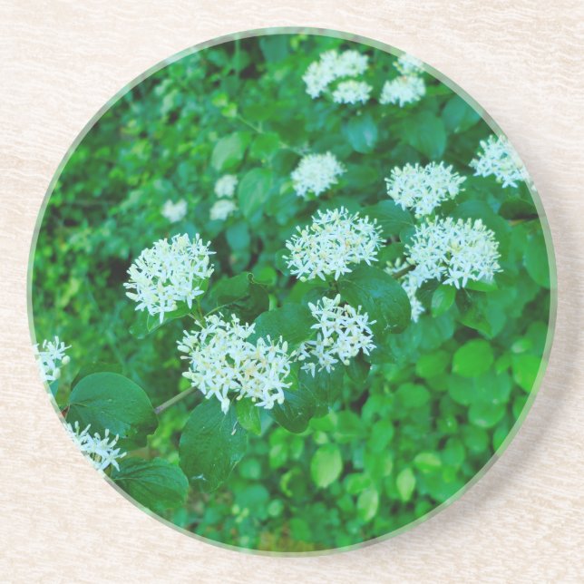 Cornus sanguinea getränkeuntersetzer (Vorne)