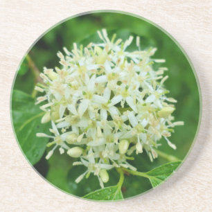 Cornus sanguinea getränkeuntersetzer