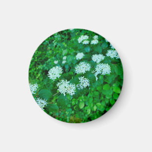 Cornus sanguinea magnet