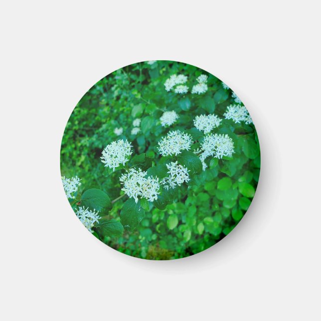 Cornus sanguinea magnet (Vorne)