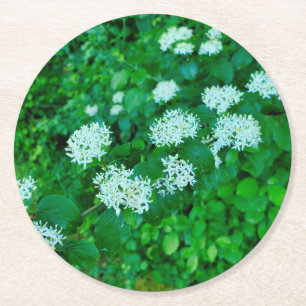Cornus sanguinea runder pappuntersetzer