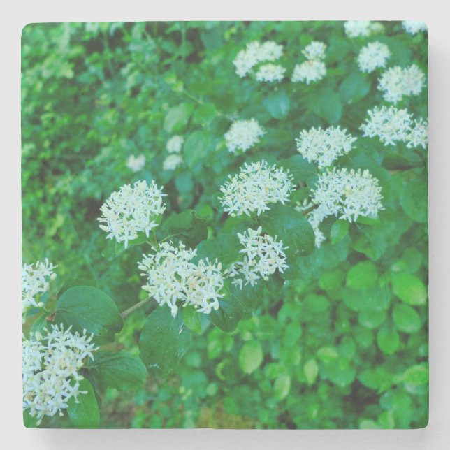 Cornus sanguinea steinuntersetzer (Vorderseite)