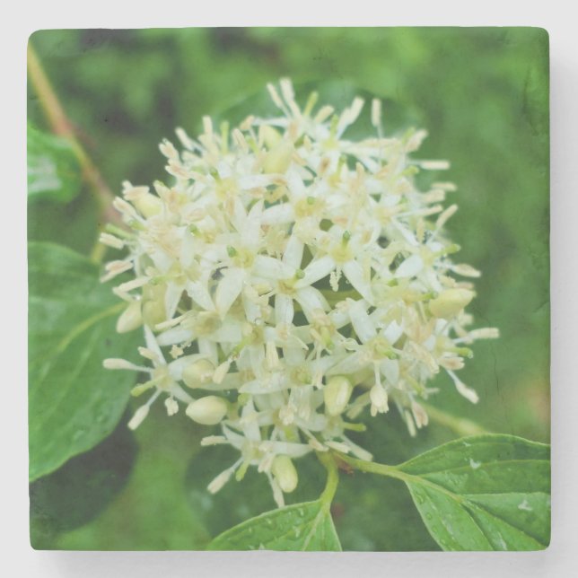 Cornus sanguinea steinuntersetzer (Vorderseite)