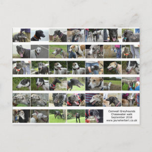 Cornwall Greyhounds - September 2018 Postkarte
