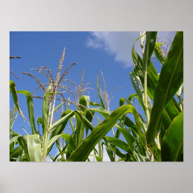 Corny sky poster (Vorne)
