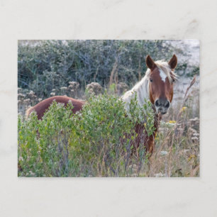 Corolla Wild Horse Postkarte