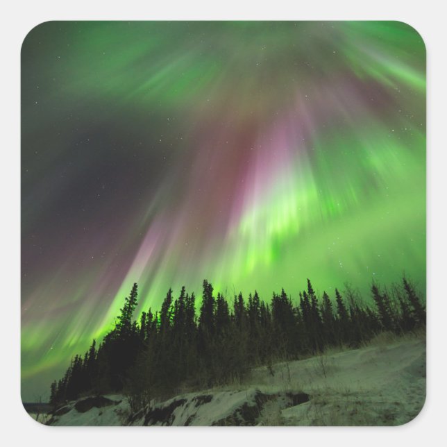 Corona Aurora Quadratischer Aufkleber (Vorderseite)