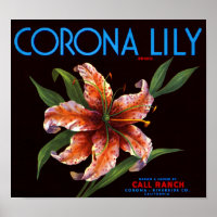Corona Lily
