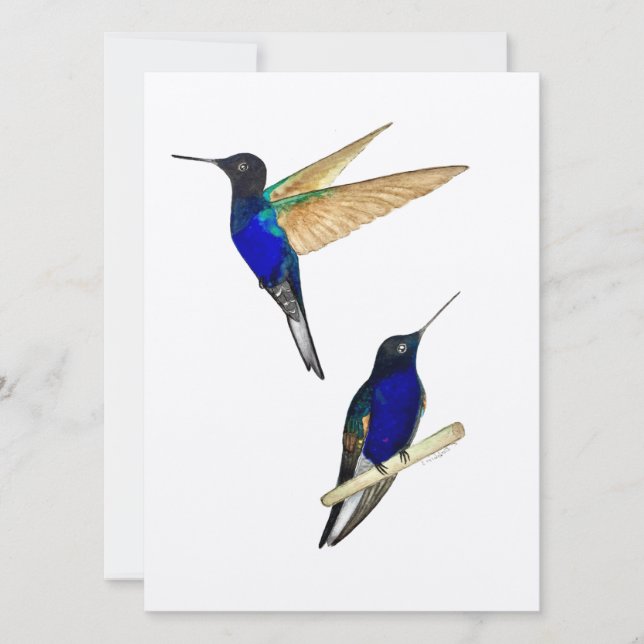 Coronet Hummingbirds (Vorderseite)