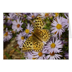 Coronis Fritillary auf Aster-Blumen im Grand Teton