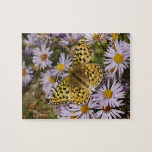 Coronis Fritillary auf Aster-Blumen im Grand Teton