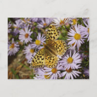 Coronis Fritillary auf Aster-Blumen im Grand Teton