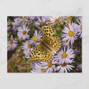 Coronis Fritillary auf Aster-Blumen im Grand Teton Postkarte