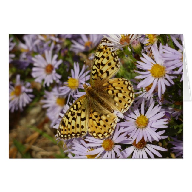 Coronis Fritillary sur Aster Flowers à Grand Teton (Devant horizontal)