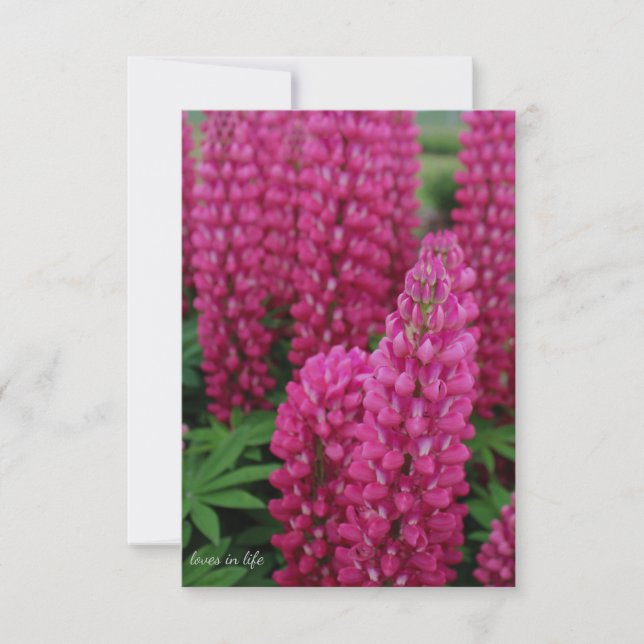 Correspondance Carte de note plat Lupine rose (Devant)