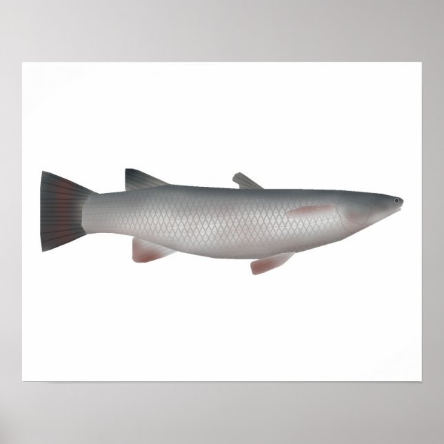 Corsula Poster (Vorne)