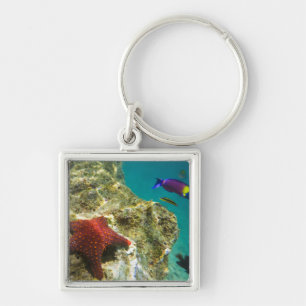 Cortez Rainbow Wrasse, männlich und weiblich, Meer Schlüsselanhänger