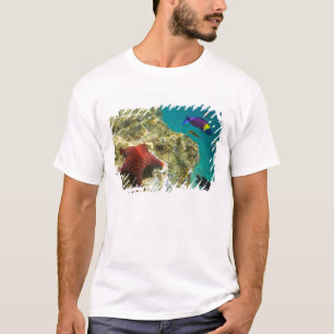 Cortez Regenbogen-Junker Männchen und Weibchen und T-Shirt