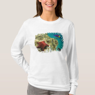 Cortez Regenbogen-Junker Männchen und Weibchen und T-Shirt