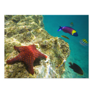 Cortez Regenbogen-Wrasse männlich und weiblich und Fotodruck