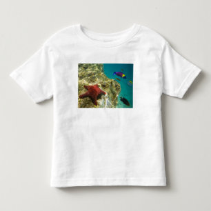 Cortez Regenbogen-Wrasse männlich und weiblich und Kleinkind T-shirt