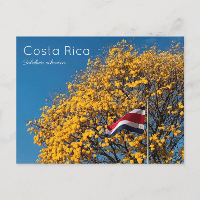 Corteza amarilla Costa Rica Postkarte (Vorderseite)