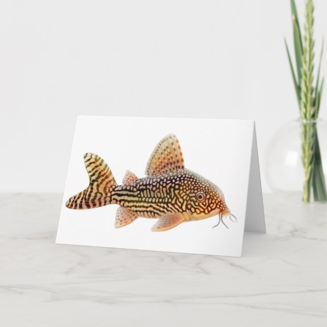 Corydoras Catfish Grußkarte Karte (Vorderseite)