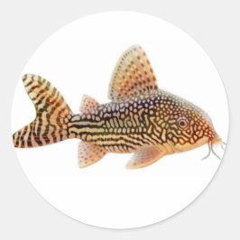 Corydoras Sterbai Catfish Sticker