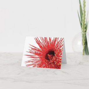 Corymbia ficifolia "Wildfire" Foto Blume Karte