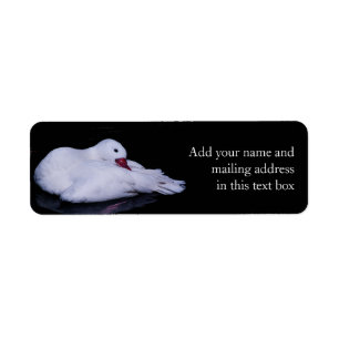 Coscoroba Swan P3442