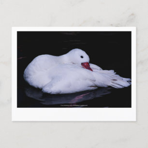 Coscoroba Swan P3442 Postkarte