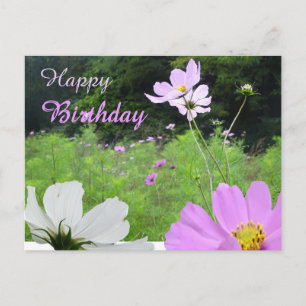 Cosmea, Fleurs sauvages Champ Bonne Carte Postale 