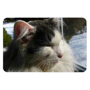 Cosmo 4 x 6 Gewohnheits-Fotomagnet Magnet