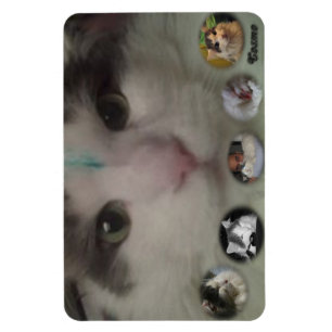 Cosmo Collagen-Fotomagnet Magnet