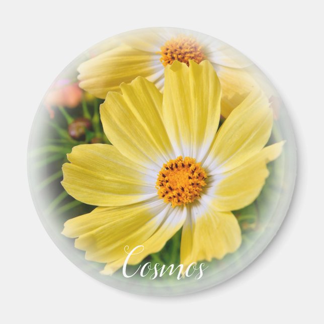 Cosmos グ ネ magnet (Vorne)