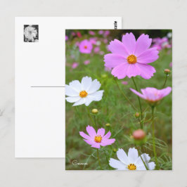 Cosmos ポストカード postkarte