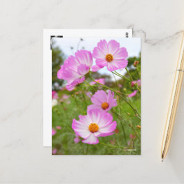 Cosmos ポストカード postkarte