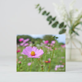Cosmos ポストカード postkarte