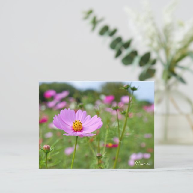 Cosmos ポストカード postkarte (Stehend Vorderseite)