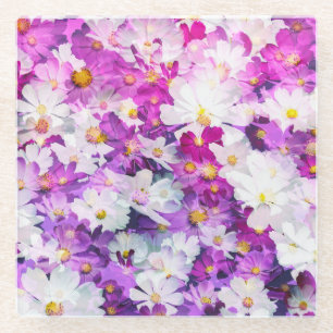 Cosmos-Blume: Blumenrosa lila Hintergrund Glasuntersetzer