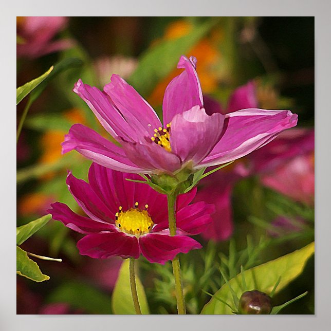 Cosmos Blume Print Poster (Vorne)