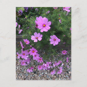 Cosmos-Blumen mit Kieselsteinen Auf einem Feiertagspostkarte