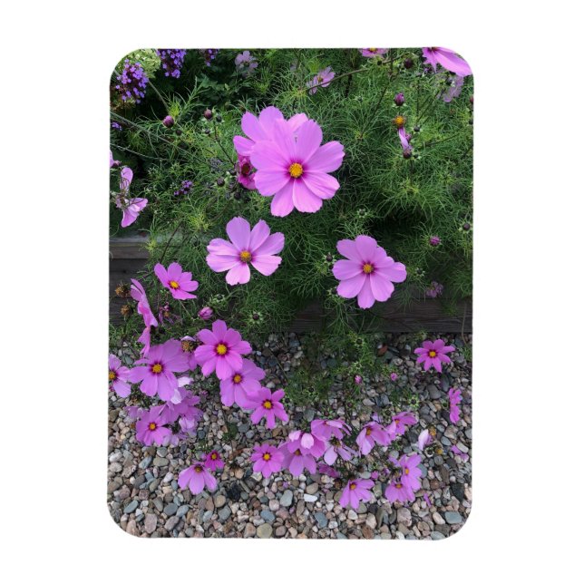 Cosmos-Blumen mit Kieselsteinen Auf einer Magnet (Vertikal)