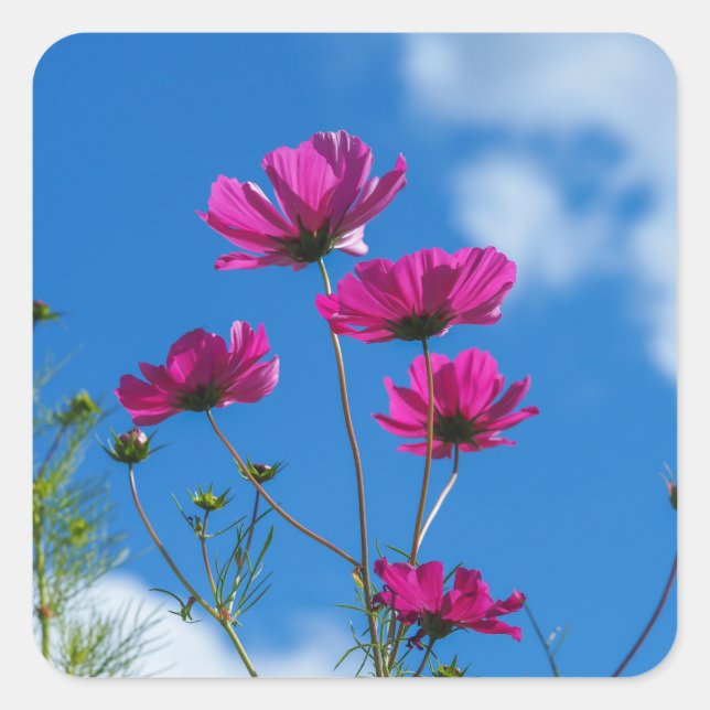 Cosmos grand rose Fleurs Stickers (Devant)