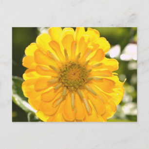 Cosmos jaune, marguerite jaune, carte postale de f