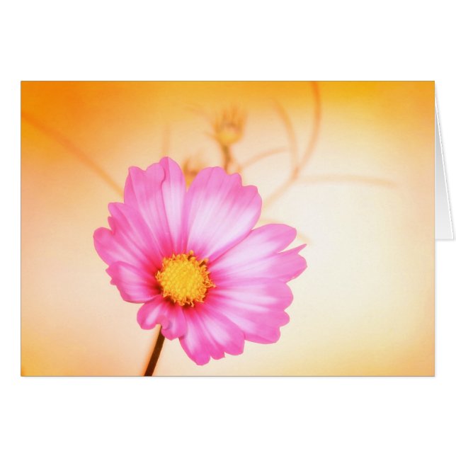 Cosmos Pastel - Sangria (Devant horizontal)