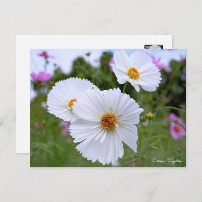 Cosmos Postkarte (Vorne/Hinten)