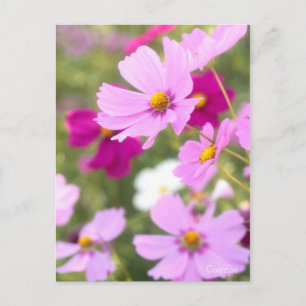 Cosmos ［ Postkarte ］