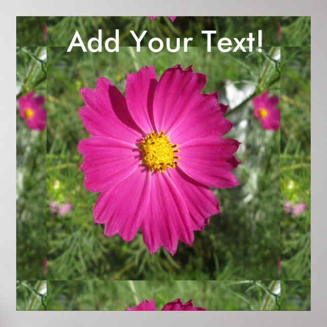 Cosmos Red Blume Poster (Vorne)